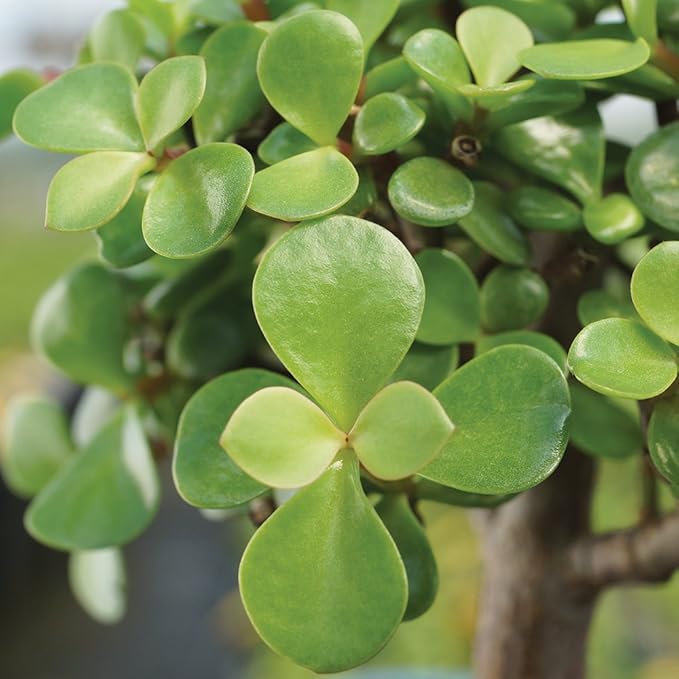 Live Dwarf Jade Indoor Bonsai Tree - 5 Years Old; 8" to 12" Tall with Decorative Container, Green, Humidity Tray & Deco Rock