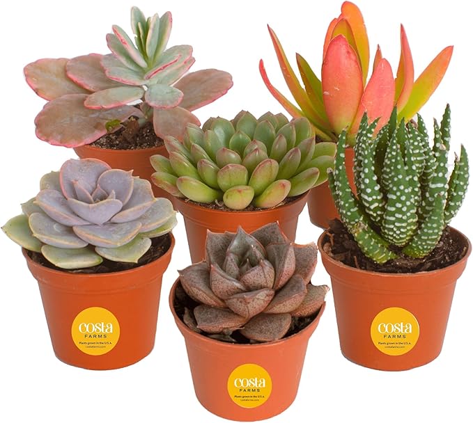 Succulents (6 Pack), Live Mini Succulent Plants, Grower's Choice Live Houseplants, Potted in Nursery Plant Pots, Potting Soil, Gift for Bulk Baby Shower, Bridal Shower, DIY Room Decor