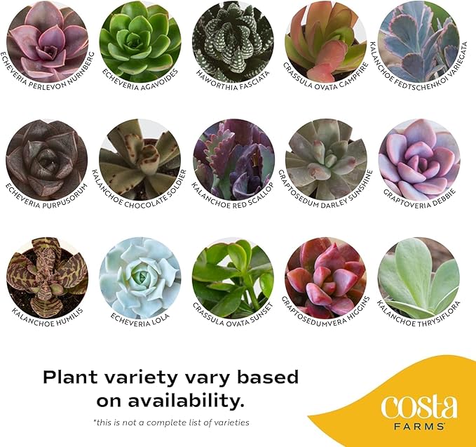 Succulents (6 Pack), Live Mini Succulent Plants, Grower's Choice Live Houseplants, Potted in Nursery Plant Pots, Potting Soil, Gift for Bulk Baby Shower, Bridal Shower, DIY Room Decor