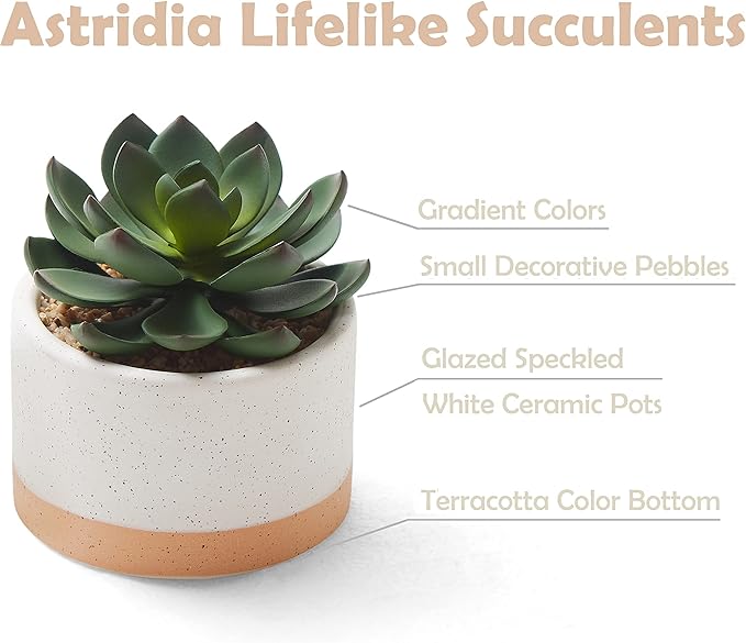 Artificial Succulent Plants in Ceramic Pots, Faux Assorted Succulents Fake Cactus Plants for Home Decor, Bedroom, Office, Desk, Living Room, Set of 3