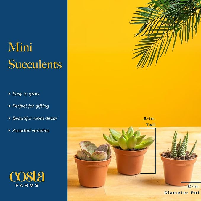 Succulents (6 Pack), Live Mini Succulent Plants, Grower's Choice Live Houseplants, Potted in Nursery Plant Pots, Potting Soil, Gift for Bulk Baby Shower, Bridal Shower, DIY Room Decor