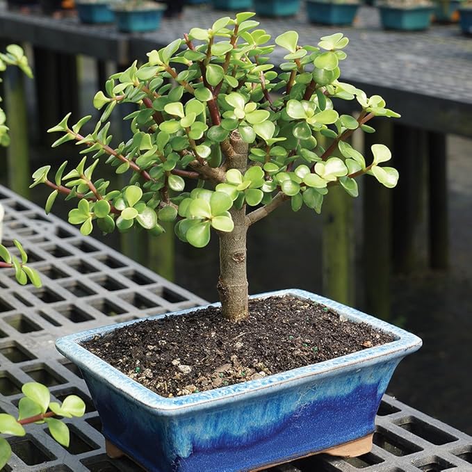 Live Dwarf Jade Indoor Bonsai Tree - 5 Years Old; 8" to 12" Tall with Decorative Container, Green, Humidity Tray & Deco Rock