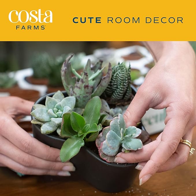 Succulents (6 Pack), Live Mini Succulent Plants, Grower's Choice Live Houseplants, Potted in Nursery Plant Pots, Potting Soil, Gift for Bulk Baby Shower, Bridal Shower, DIY Room Decor