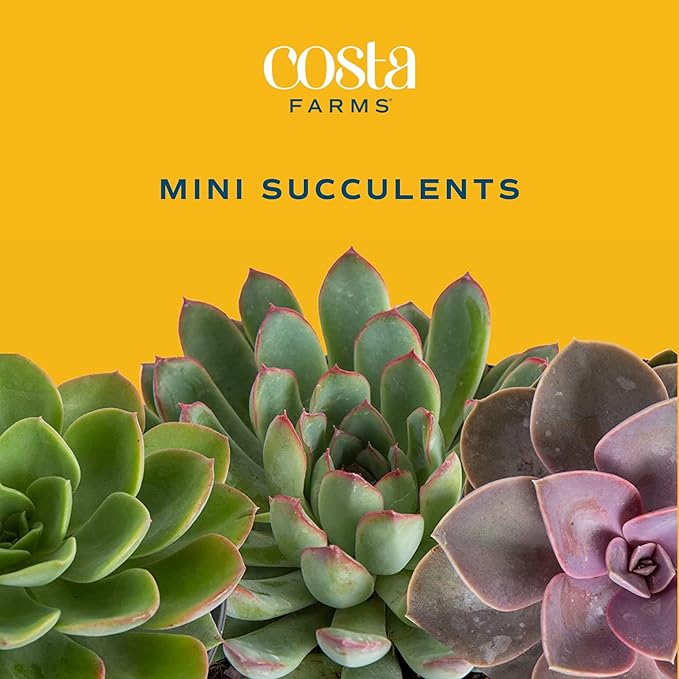 Succulents (6 Pack), Live Mini Succulent Plants, Grower's Choice Live Houseplants, Potted in Nursery Plant Pots, Potting Soil, Gift for Bulk Baby Shower, Bridal Shower, DIY Room Decor