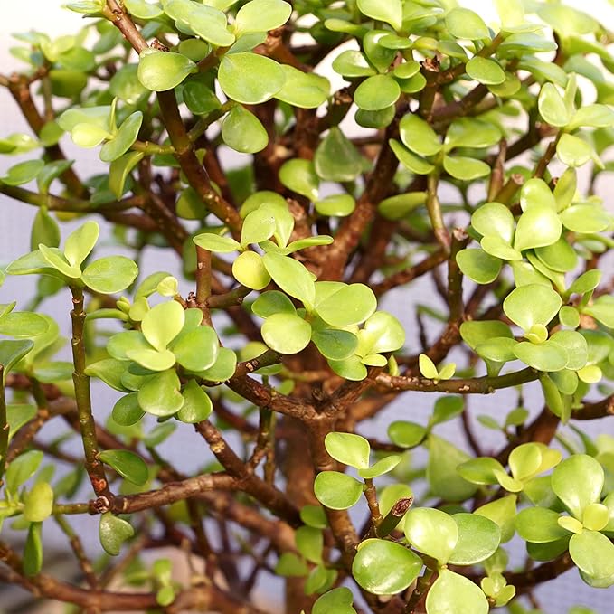 Live Dwarf Jade Indoor Bonsai Tree - 5 Years Old; 8" to 12" Tall with Decorative Container, Green, Humidity Tray & Deco Rock