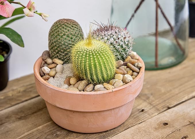 Assorted Cactus Plants Live Cactus Decor (12PK), Cactus Plant Live Succulents Plants Live in Cactus Soil Potting Mix, Live Cacti Plants Live Succulent Plants Live Plants in Cactus Pot