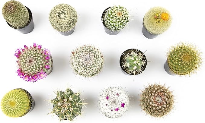 Assorted Cactus Plants Live Cactus Decor (12PK), Cactus Plant Live Succulents Plants Live in Cactus Soil Potting Mix, Live Cacti Plants Live Succulent Plants Live Plants in Cactus Pot