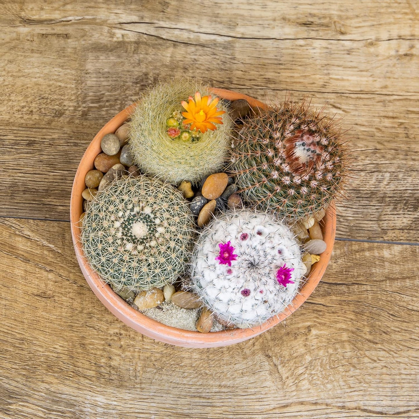 Assorted Cactus Plants Live Cactus Decor (12PK), Cactus Plant Live Succulents Plants Live in Cactus Soil Potting Mix, Live Cacti Plants Live Succulent Plants Live Plants in Cactus Pot