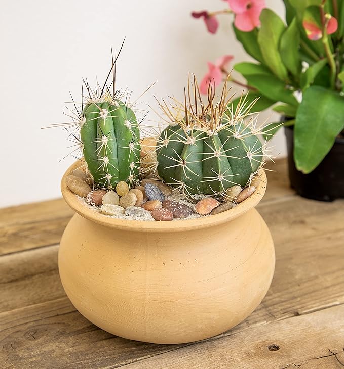 Assorted Cactus Plants Live Cactus Decor (12PK), Cactus Plant Live Succulents Plants Live in Cactus Soil Potting Mix, Live Cacti Plants Live Succulent Plants Live Plants in Cactus Pot