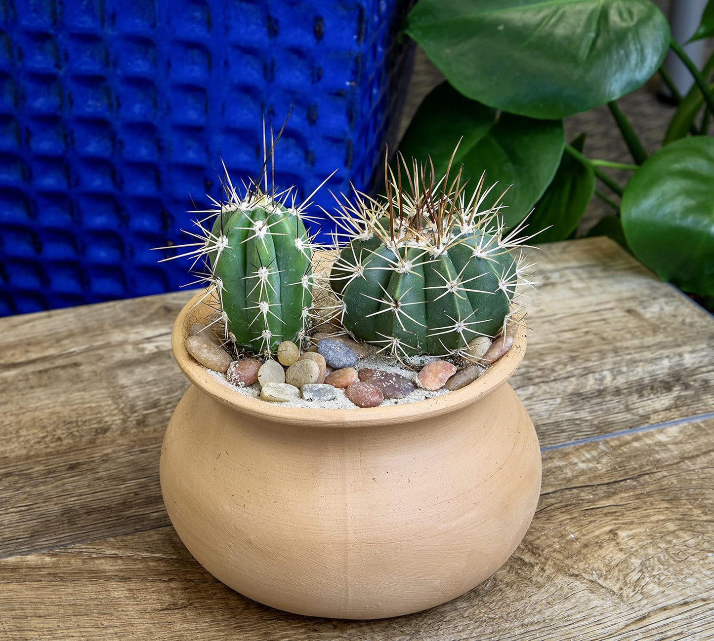 Assorted Cactus Plants Live Cactus Decor (12PK), Cactus Plant Live Succulents Plants Live in Cactus Soil Potting Mix, Live Cacti Plants Live Succulent Plants Live Plants in Cactus Pot