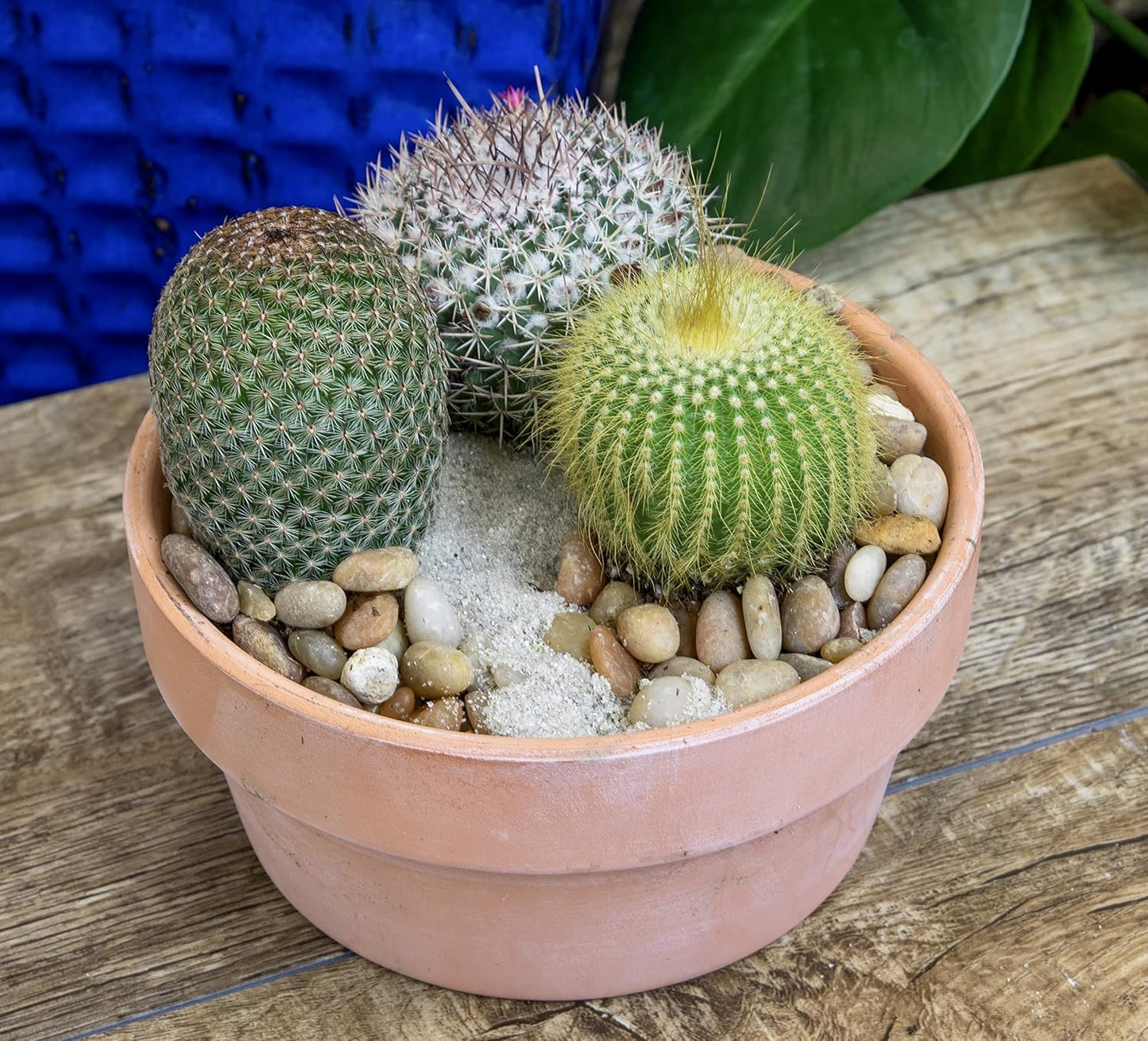 Assorted Cactus Plants Live Cactus Decor (12PK), Cactus Plant Live Succulents Plants Live in Cactus Soil Potting Mix, Live Cacti Plants Live Succulent Plants Live Plants in Cactus Pot