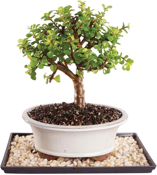 Live Dwarf Jade Indoor Bonsai Tree - 5 Years Old; 8" to 12" Tall with Decorative Container, Green, Humidity Tray & Deco Rock