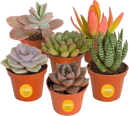 Succulents (6 Pack), Live Mini Succulent Plants, Grower's Choice Live Houseplants, Potted in Nursery Plant Pots, Potting Soil, Gift for Bulk Baby Shower, Bridal Shower, DIY Room Decor