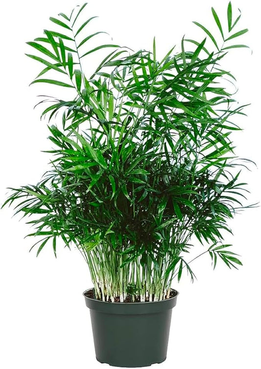 Live 6-Inch Potted Houseplant with Pot Cover, Easy-Care Air-Purifying Indoor Palm, Low-Light Tropical Plant for Home, Office, Bedroom & Indoor Décor