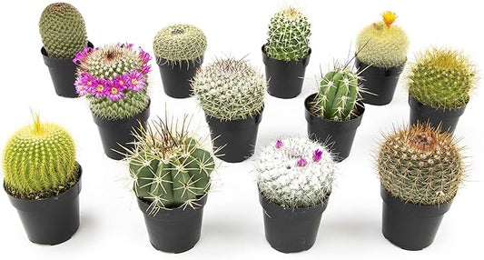 Assorted Cactus Plants Live Cactus Decor (12PK), Cactus Plant Live Succulents Plants Live in Cactus Soil Potting Mix, Live Cacti Plants Live Succulent Plants Live Plants in Cactus Pot